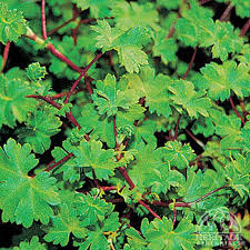 Image result for Alchemilla ellenbeckii