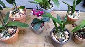 Orchids River Rock Gravel Lava Questions And Answers Orchids Growing Orchids Repotting Orchids
