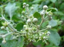 Image result for Balanites maughamii