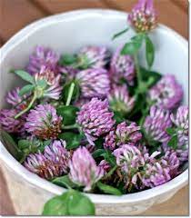 Li vediamo sbocciare nei campi assolati e aridi, ma anche in penombra, tra le. Fiori Bianchi Orto Spontanee Coltivazione Degli Asparagi Coltivare Orto Erba Calenzuola Erba Spontanea A Marzo Erba Tossica Erba Verdona Fiore Verde Latte Della Donna Pazza Lattice Irritante Madwoman S