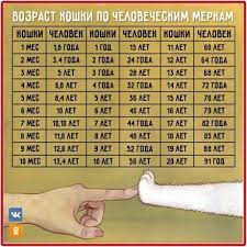 eto interesno zabavnye fakty yumor pro koshek zdorove koshki