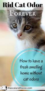 How To Get Rid Of Cat Odor Naturally Way To Freshen Your Home Get Rid Of Cat Smell In House Pet Odors Cats Cat Odor Pet Urine Smell Cat Urine Smells