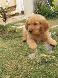 Oct 19, 2016 · owner mia nieman is a board member of the austin golden retriever club, and all dogs receive hip and elbow clearance from the orthopedic foundation for animals, annual eye clearance by a board. Perfect Golden Retriever And Golden Retriever Puppies Dogs For Sale In Austin Town Bangalore Click In