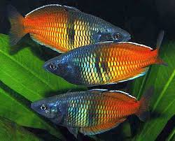 Boeseman S Rainbowfish Melanotaenia Boesemani Freshwater Fish Tropical Freshwater Fish Aquarium Fish