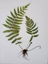 Image result for Thelypteris