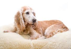 Order this bed online now at handicapped pets. Urinary Incontinence Causes Of Urine Leaking In Dogs