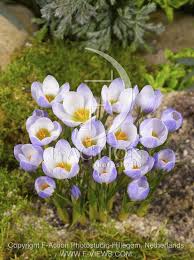 Image result for Pycreus chrysanthus