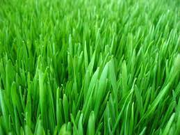 Pinterest Rye Grass Perennial Ryegrass Grass Seed