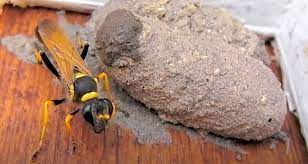 The name of this wasp group comes from the nests that are. Diy Pest Control In Santa Clarita Getting Rid Of Mud Dauber Wasp Nests Video