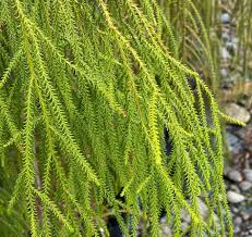 Image result for Dacrydium cupressinum
