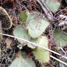 Image result for Elaphoglossum spathulatum