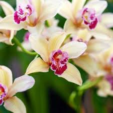 Image result for Phaius occidentalis