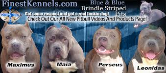 Therefore if you are looking for a pitbull kennel that has pitbull puppies for sale, cheap; Buy Los Angeles California Blue Nose Pitbull Dvd Videos Downloads Supplies Puppies