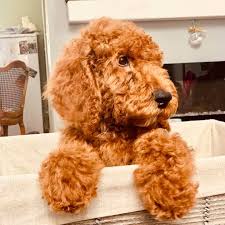 Maybe you would like to learn more about one of these? Golden Hill Doodles Home Facebook
