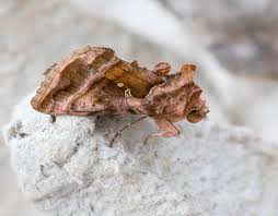 Image result for Autographa macrogamma