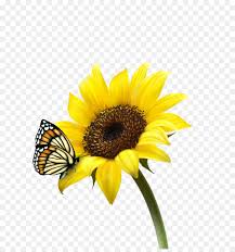 1.1 gambar bunga matahari untuk wallpaper 1.10sunflower wallpaper hd Umum Bunga Matahari Men Download Biji Bunga Matahari Gambar Png