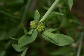 Image result for Pollichia campestris