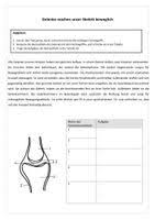 Biologie Der Mensch Gelenke Unterrichtsmaterial Im Fach Biologie Biologie Material Unterrichtsmaterial