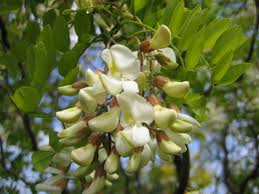 14 фраз в 4 тематиках. Korkenzieher Akazie Tortuosa Robinia Pseudoacacia Tortuosa Baumschule Horstmann