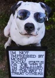 They are likewise called a pitbull dalmatian mix. Weratedogs Ø¹Ù„Ù‰ ØªÙˆÙŠØªØ± This Is Ace He Is A Dalmatian Pitbull Mix With A Few Words For You These Took Forever Without Thumbs So He Hopes You Like Them 14 10 Https T Co 86fbdyiwnm