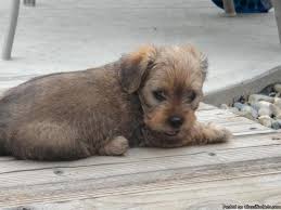 Here you will find many dog images for yorkie puppies, boxer puppies, beagle puppies, doberman puppies, husky puppies, labrador puppies & dachshund puppies, just to name a few. Dacshund Yorkie Mix Dorkie Puppies For Sale Price 250 00 Male 300 Fem For Sale In Elk Grove California Best Pets Online