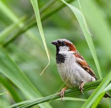 Weibliche ente kunststoff realistische lebensechte kunststoff teich garten dekoration gartenfigur vogel jagd köder 14 zoll Vogel Spatz Bleibt Mit Abstand Haufigster Gartenvogel Welt