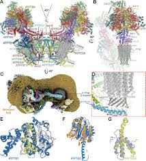 Maybe you would like to learn more about one of these? Structure Of A Mitochondrial Atp Synthase With Bound Native Cardiolipin Elife