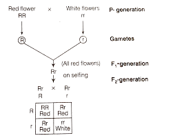 3.04 quiz answer key question 1 (worth 2 points) in a monohybrid cross, if the gene for tall (t) plants was incompletely dominant over the gene for short (t) plants, what would be the predicted result of crossing an intermediate (tt) plant with a tall (tt) plant? In A Monohybrid Cross Of Plants With Red And White Flowered Plants Mendel Got Only Red Flowered Plants On Self Pollinating These F 1 Plants Got Both Red And White Flowered Plants In 3 1