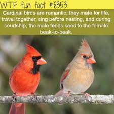 Cardinal Birds Wtf Fun Facts Wtf Fun Facts Fun Facts Weird Facts