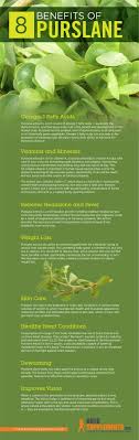 Purslane is one of the most powerful wild greens nutritionally. Pin On Hair Skin Nails