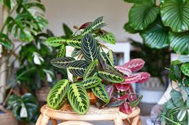 Image result for maranta