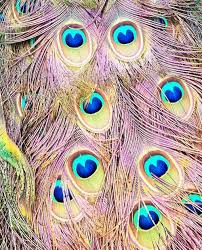 Miscellaneous Rrg Photo Peacock Feather Art Peacock Art Peacock Painting
