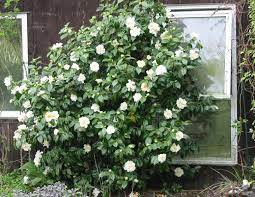 Camelia White Camellia Camellia Plant Shade Garden