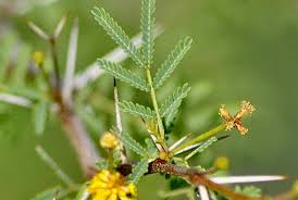 Image result for Acacia grandicornuta
