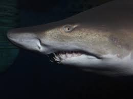 Sand Tiger Shark Aquarium Saint Malo Good aquarium de grand aquarium. sand tiger shark aquarium saint malo
