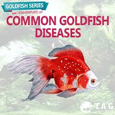 Goldfish Series Common Goldfish Diseases Common Goldfish Goldfish Care Goldfish