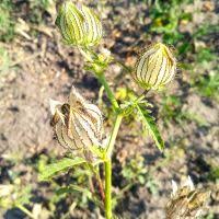 Image result for Hibiscus rhabdotospermus