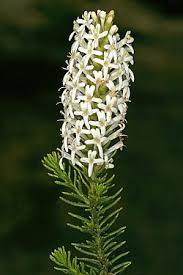 Image result for Selago albomarginata