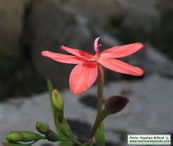 Image result for Freesia laxa