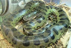 'cik kiah', ular sawa batik tujuh meter yang jinak memiliki panjang tujuh meter dengan berat 220 kilogram, mohd redzuan mendakwa cik kiah adalah ular sawa batik peliharaan terbesar di asia. Melihat Jajaran Ular Terbesar Di Dunia