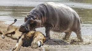 Nathaniel gallimore on sunday, june 27th on fox. Amazing Lion Vs Hippo Real Fight Animals Attack Leon Vs Hipopotamo Video Dailymotion
