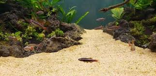 Aquascaping involves building underwater landscapes. Tips For Maintaining An Aquascape With Multiple Substrates Buce Plant