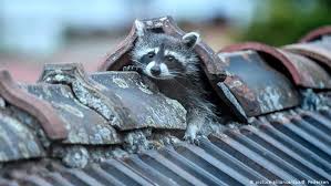 If he got rabies would there be a drastic change in his behaviour? Raccoons Take To The Streets Of Germany News Dw 28 10 2002