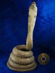 Pin On Taxidermy Snakes