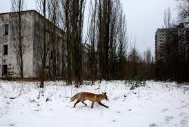 In the chernobyl zone today, most people work in shifts with different schedules. The Chernobyl Disaster May Have Also Built A Paradise Wired