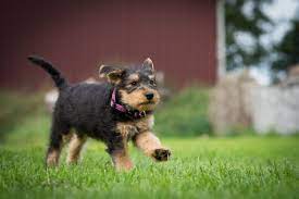 Or if you just brought home a brand new little pup, this page is for you too. 4 Things To Know About Airedale Terrier Puppies Greenfield Puppies