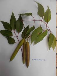 Image result for Stereospermum harmsianum