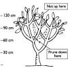 30 training and pruning sour cherry recently sour cherries have been most often pruned to a modified central leader instead of an open center system due to weak crotches of the latter. 1