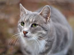Female cats also come with some behavioral drawbacks of their own, like… even though many people think that only male cats spray, the fact of the matter is. Why Do Female Cats Spray