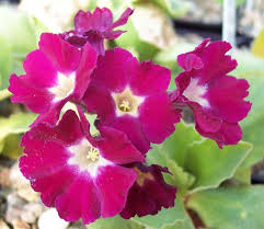 Image result for Primula x pubescens